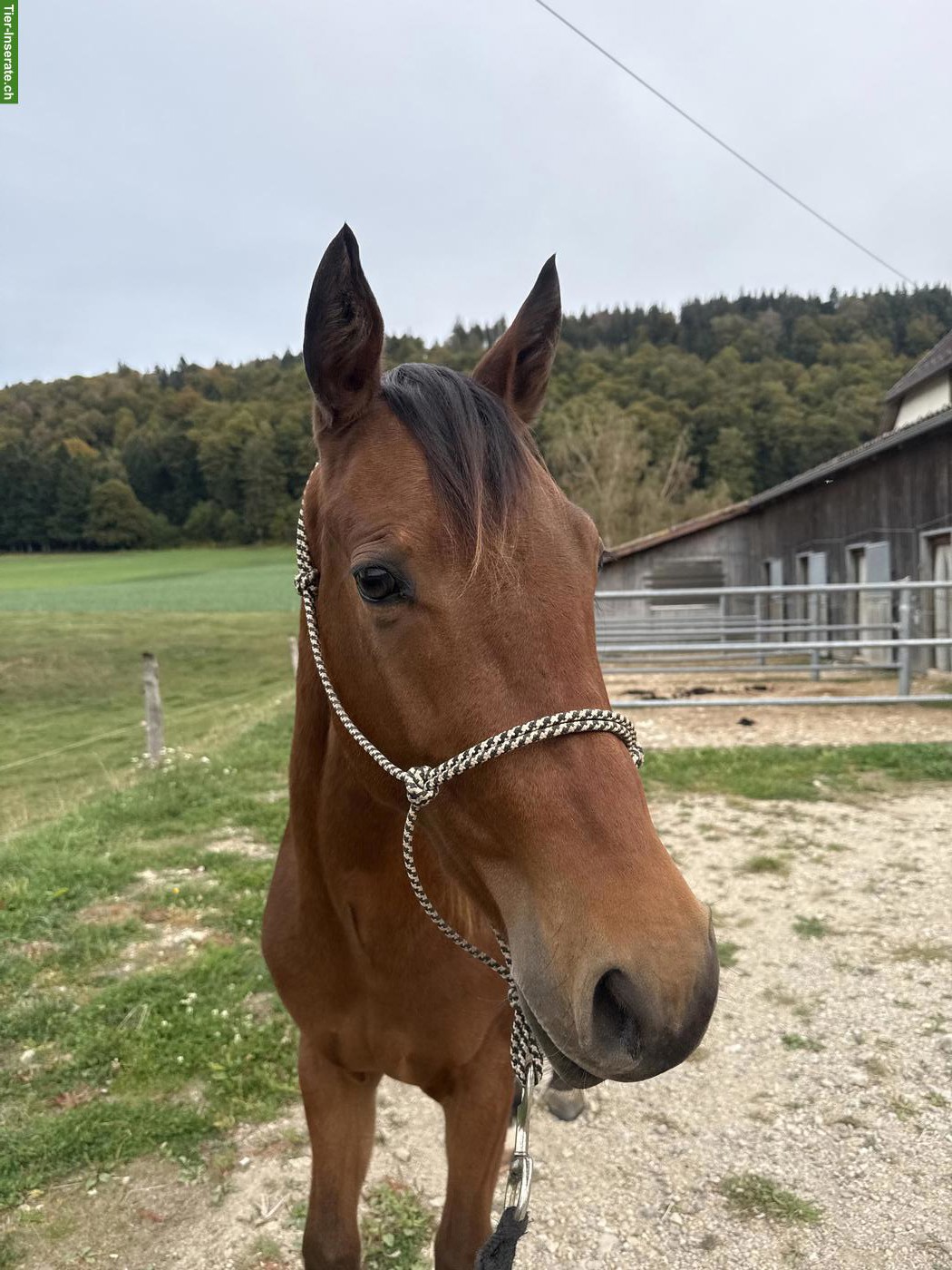 Bild 2: Quarter Horse Wallach - Gunsparks Nachkomme zu verkaufen