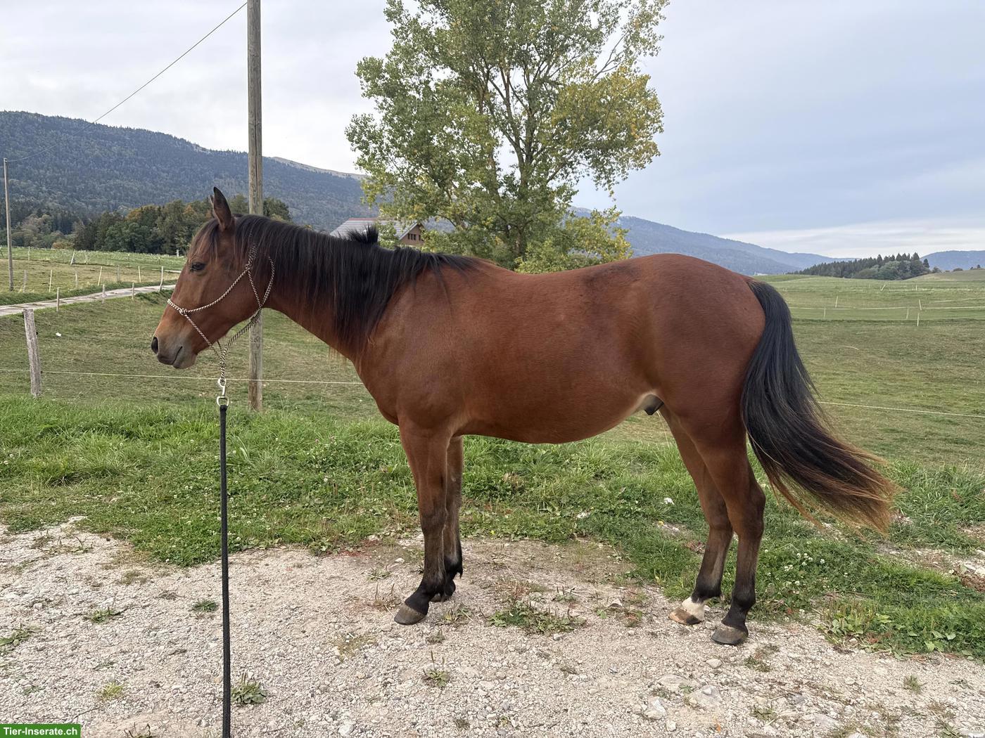 Bild 3: Quarter Horse Wallach - Gunsparks Nachkomme zu verkaufen