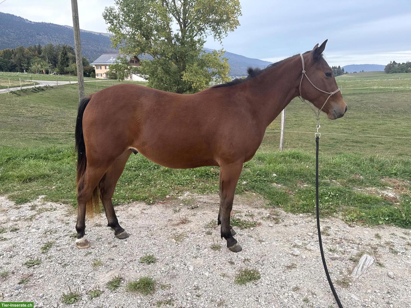 Bild 4: Quarter Horse Wallach - Gunsparks Nachkomme zu verkaufen