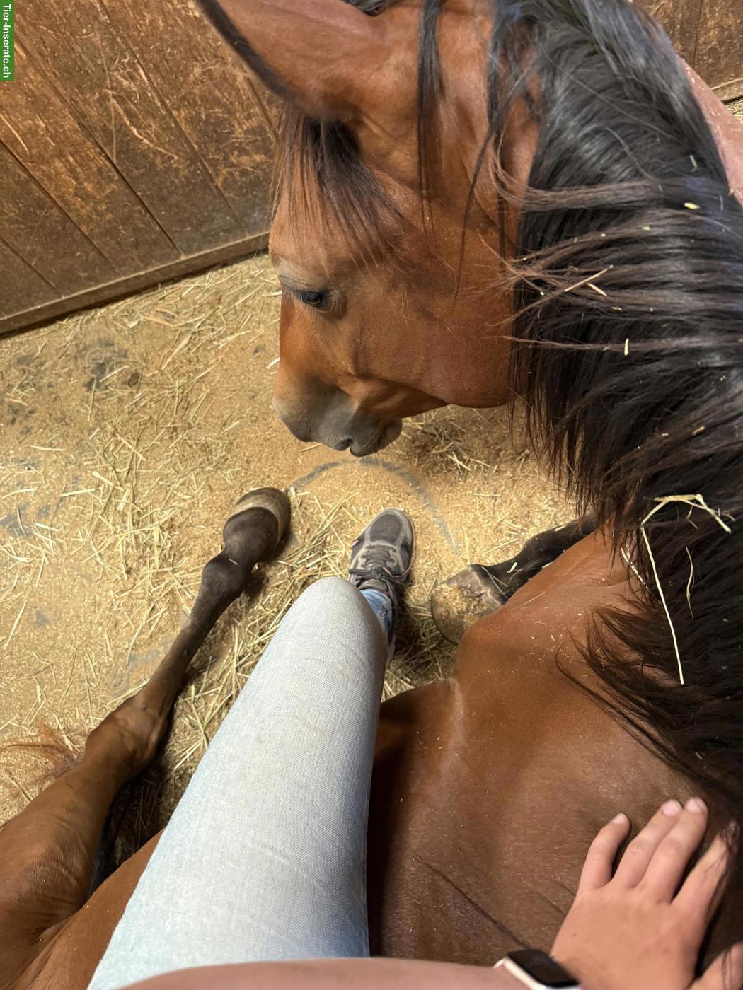 Bild 5: Quarter Horse Wallach - Gunsparks Nachkomme zu verkaufen