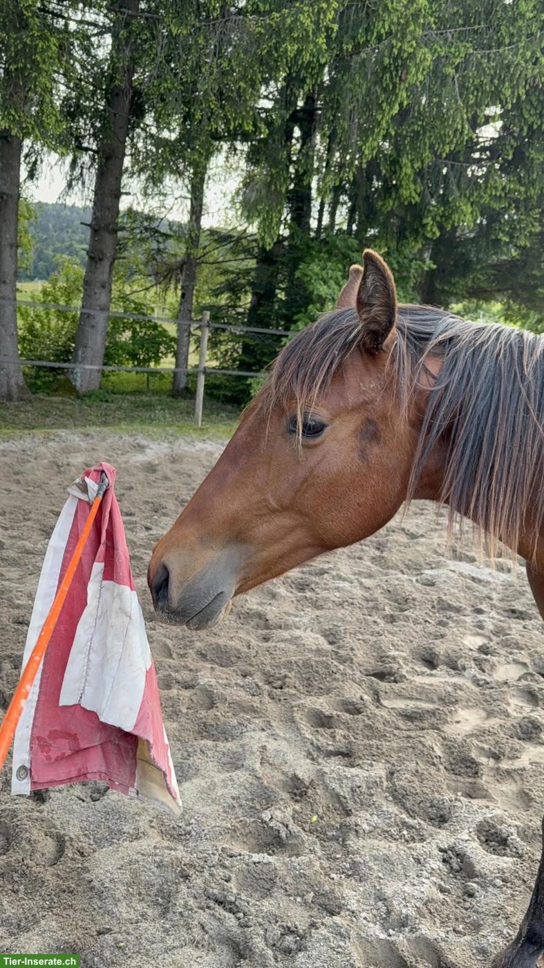 Bild 6: Quarter Horse Wallach - Gunsparks Nachkomme zu verkaufen