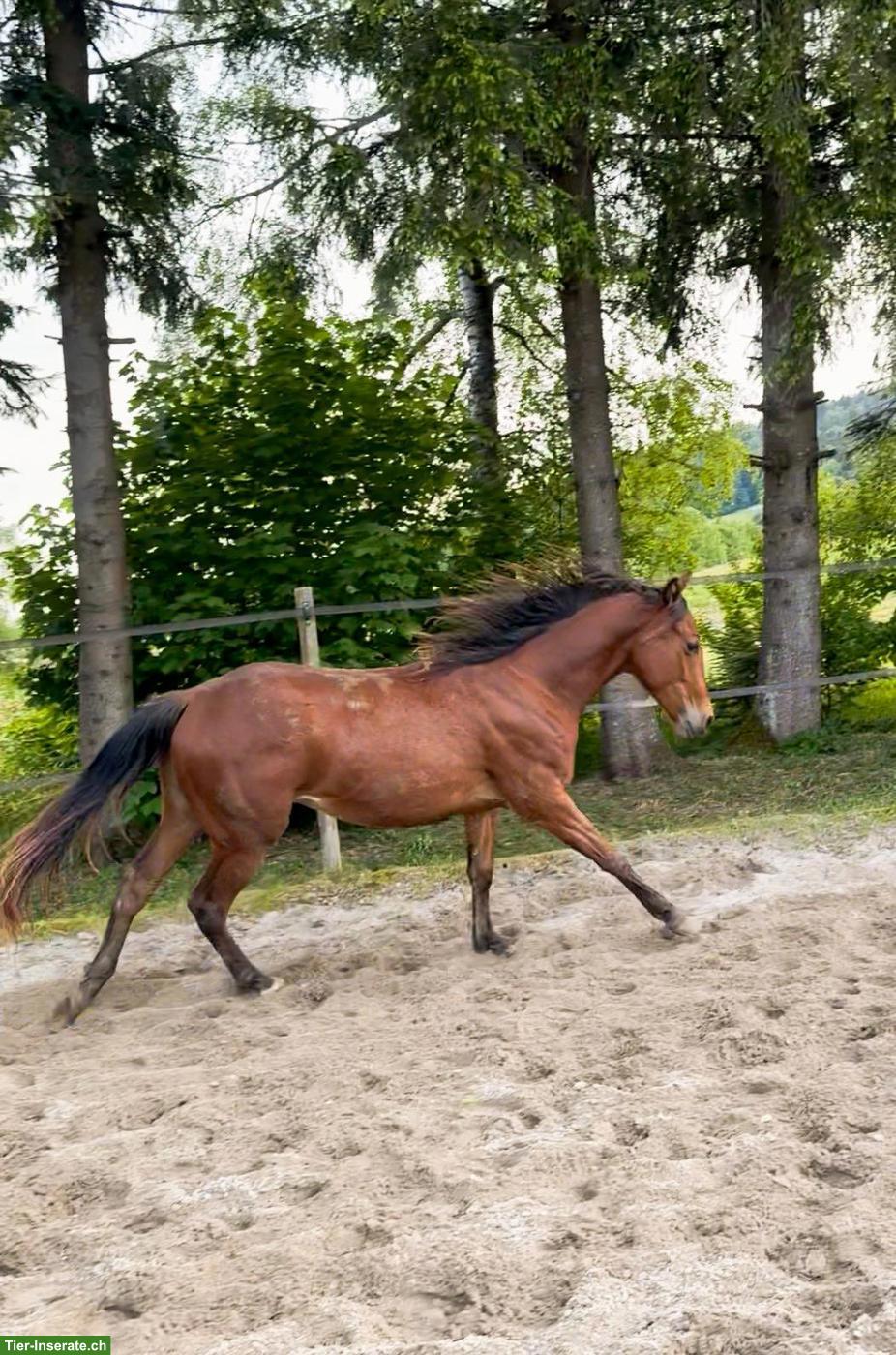 Bild 7: Quarter Horse Wallach - Gunsparks Nachkomme zu verkaufen