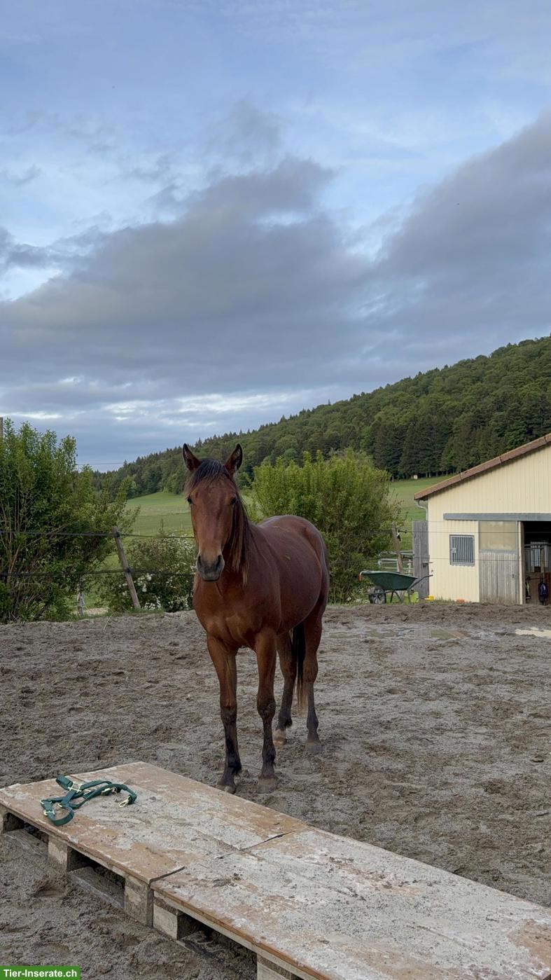 Bild 8: Quarter Horse Wallach - Gunsparks Nachkomme zu verkaufen