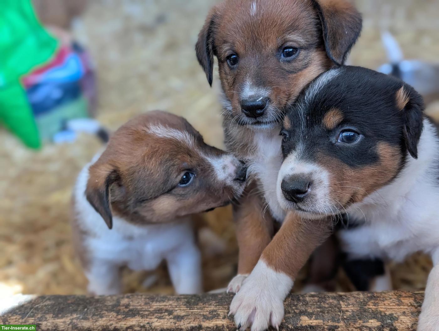 Appenzeller Sennenhund Mix Welpen