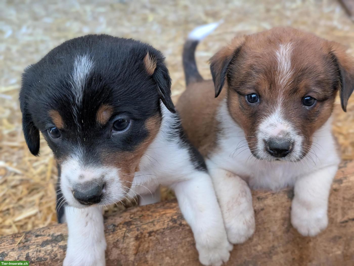 Bild 2: Appenzeller Sennenhund Mix Welpen