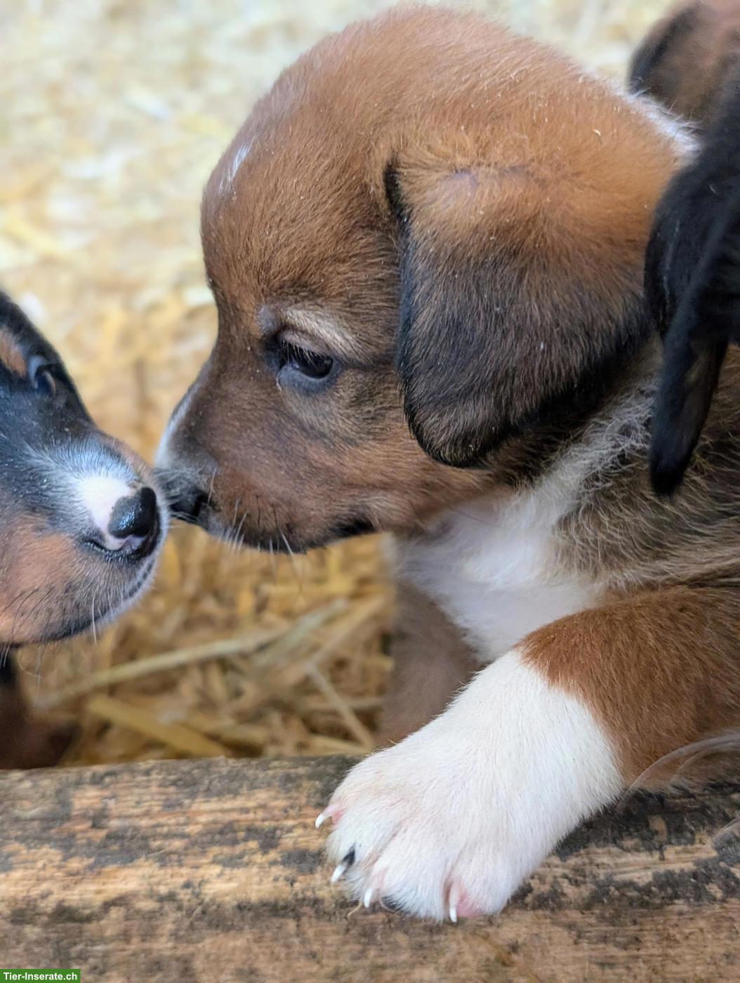 Bild 3: Appenzeller Sennenhund Mix Welpen