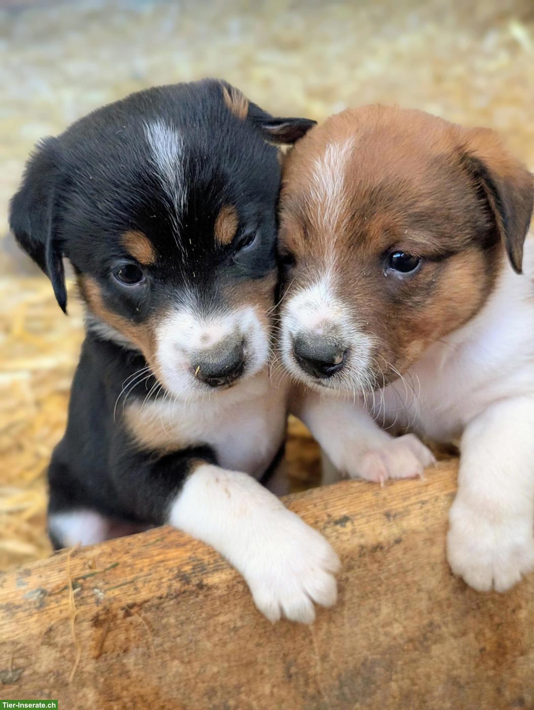 Bild 4: Appenzeller Sennenhund Mix Welpen