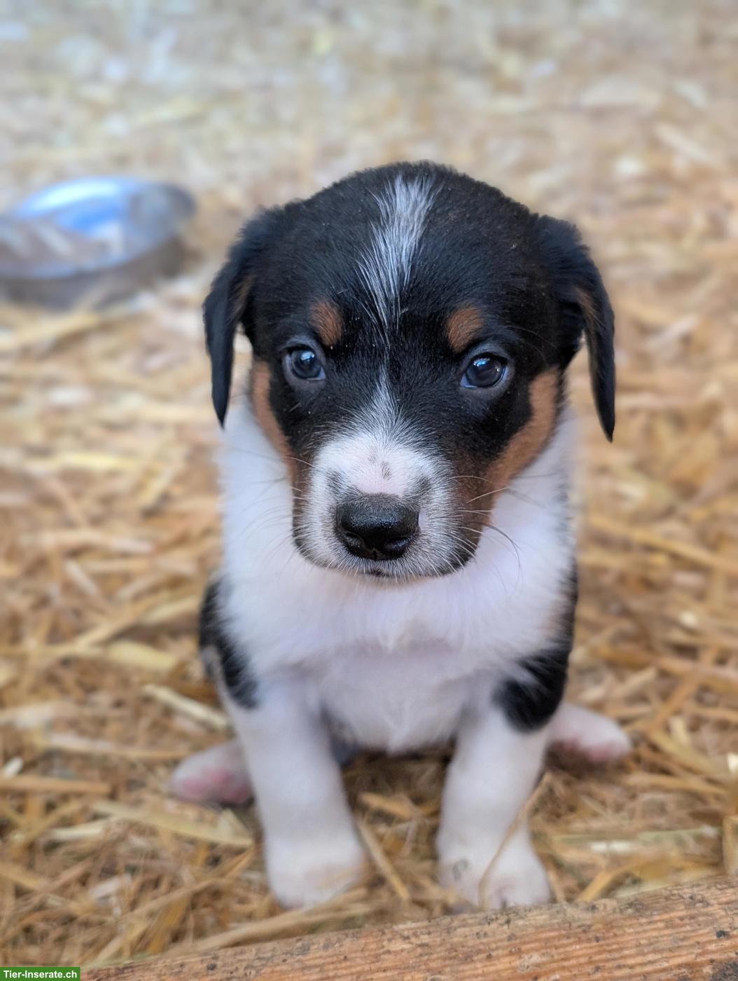Bild 5: Appenzeller Sennenhund Mix Welpen