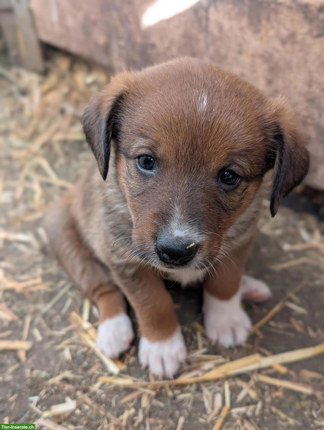 Bild 6: Appenzeller Sennenhund Mix Welpen