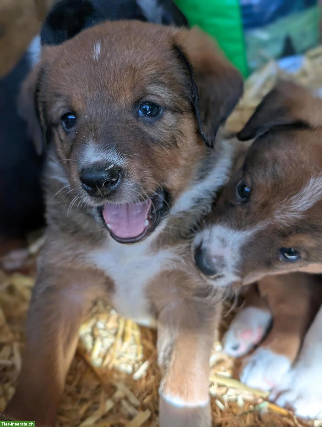 Bild 7: Appenzeller Sennenhund Mix Welpen
