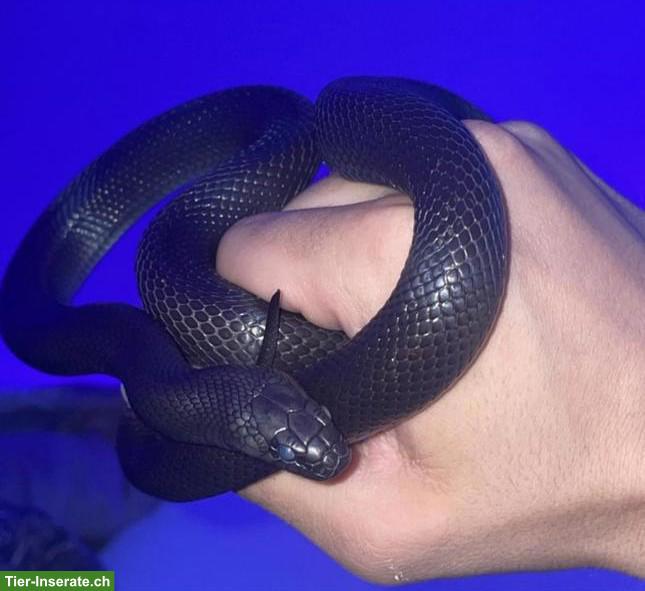 Schwarze Kettennatter/Königsschlange inkl. Terrarium & Zubehör