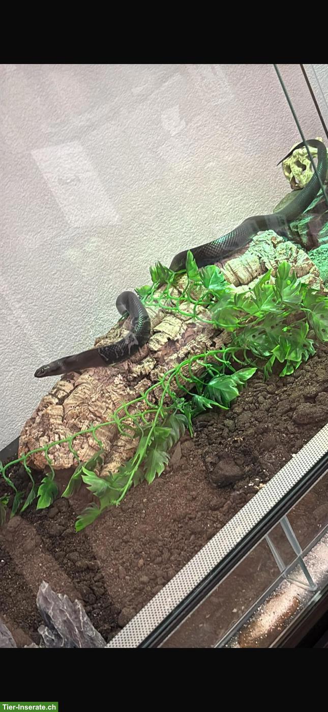 Bild 3: Schwarze Kettennatter/Königsschlange inkl. Terrarium & Zubehör