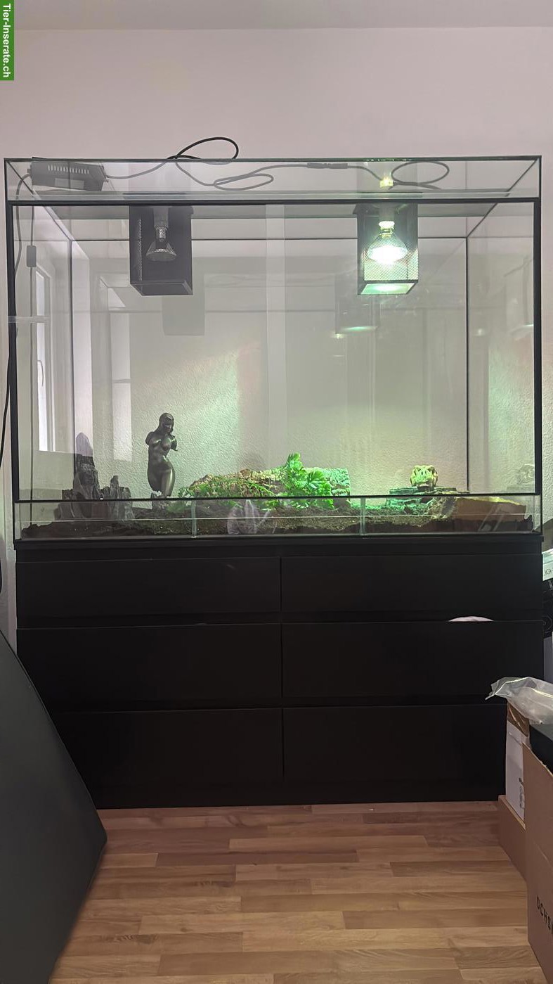 Bild 5: Schwarze Kettennatter/Königsschlange inkl. Terrarium & Zubehör