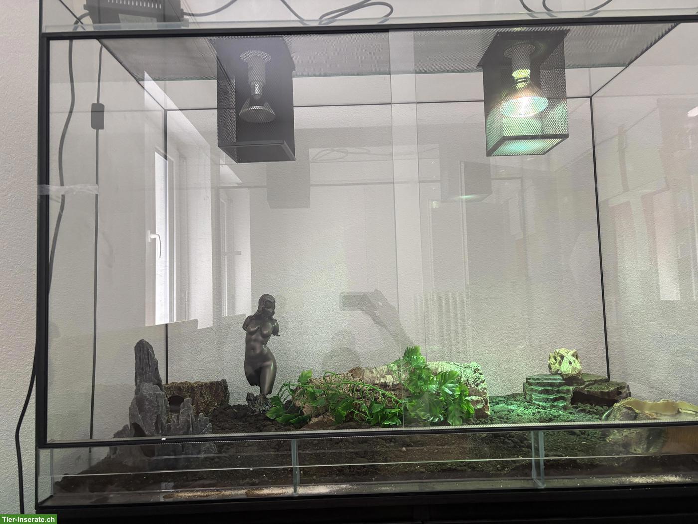 Bild 6: Schwarze Kettennatter/Königsschlange inkl. Terrarium & Zubehör