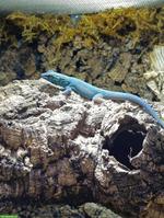 Himmelblauer Zwergtaggecko, männlich
