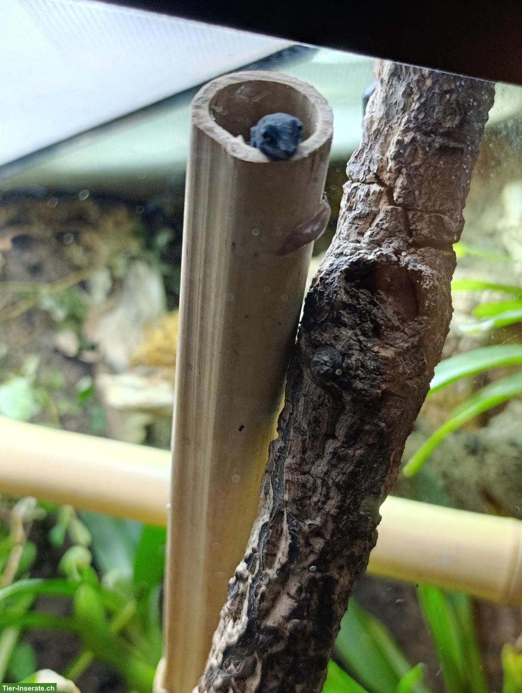 Bild 2: Himmelblauer Zwergtaggecko, männlich