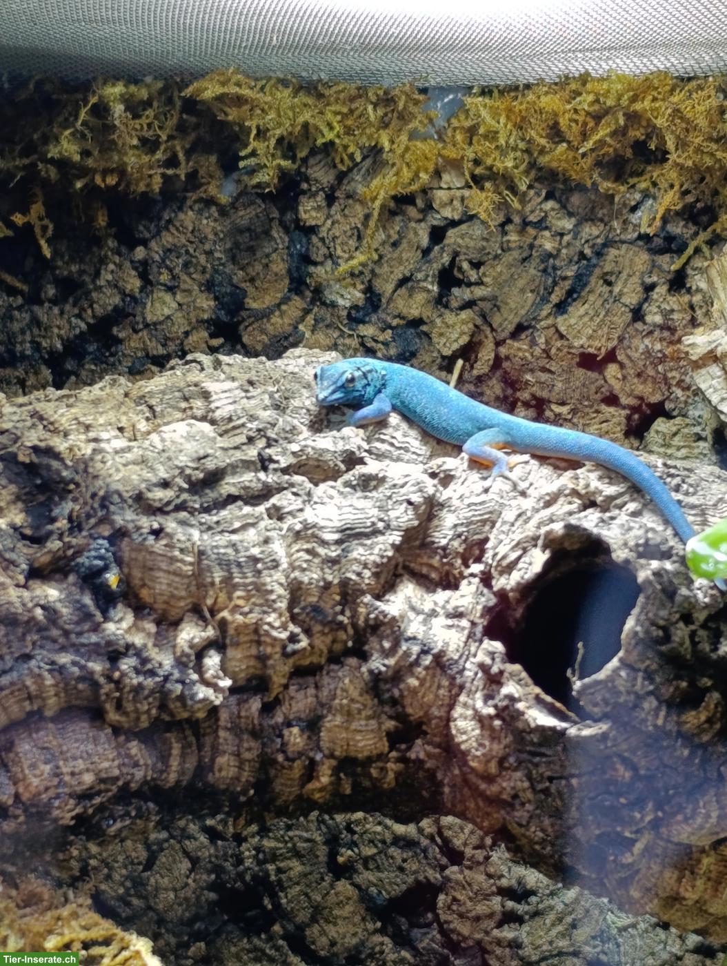 Bild 4: Himmelblauer Zwergtaggecko, männlich