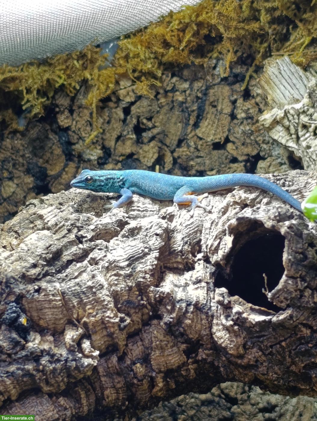 Bild 5: Himmelblauer Zwergtaggecko, männlich