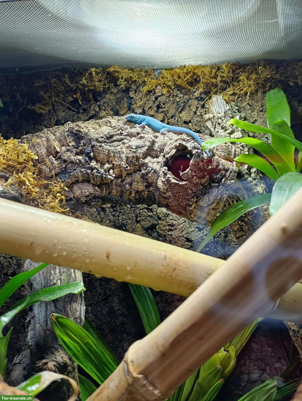 Bild 6: Himmelblauer Zwergtaggecko, männlich