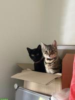 2 süsse Hauskatzen suchen liebevolles Zuhause