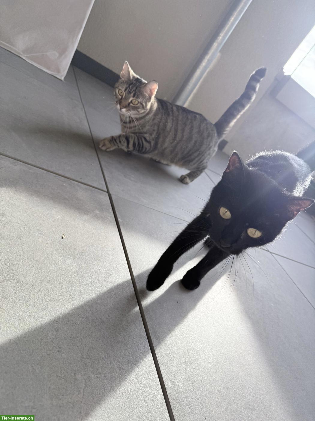 Bild 2: 2 süsse Hauskatzen suchen liebevolles Zuhause