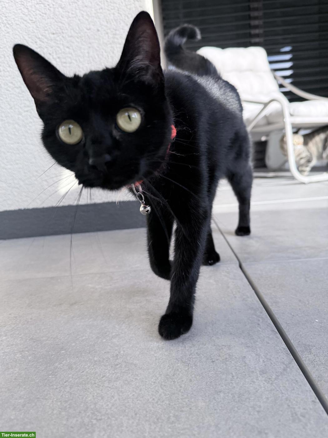 Bild 3: 2 süsse Hauskatzen suchen liebevolles Zuhause