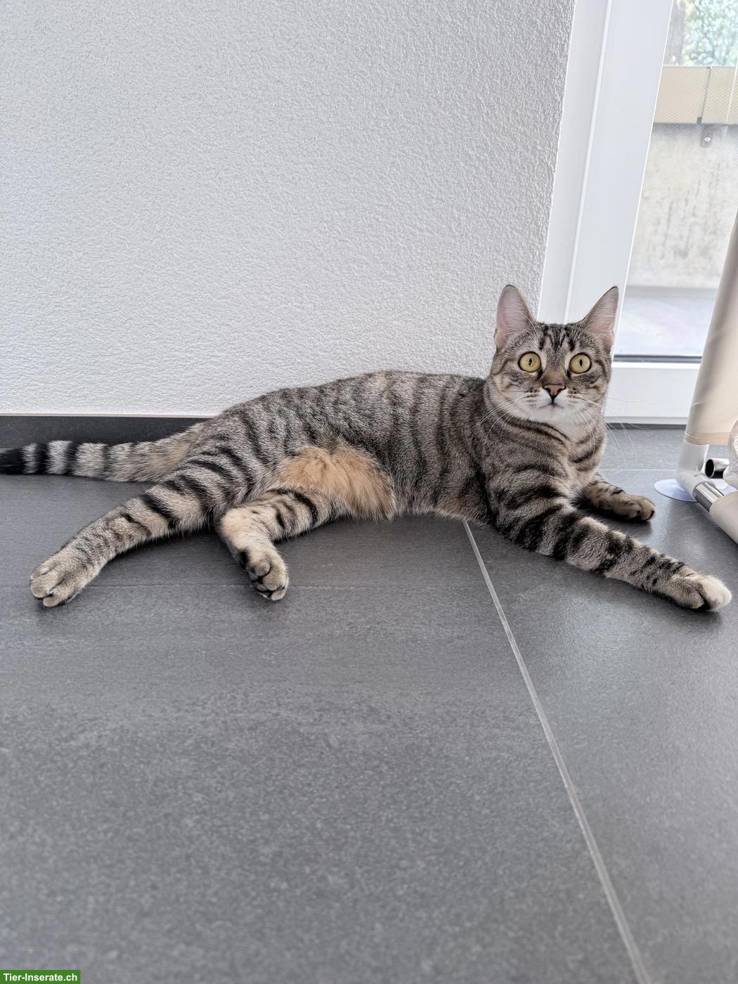 Bild 4: 2 süsse Hauskatzen suchen liebevolles Zuhause