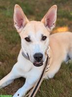 Husky-Schäferhund-Mix Rüde sucht seinen Perfect-Match
