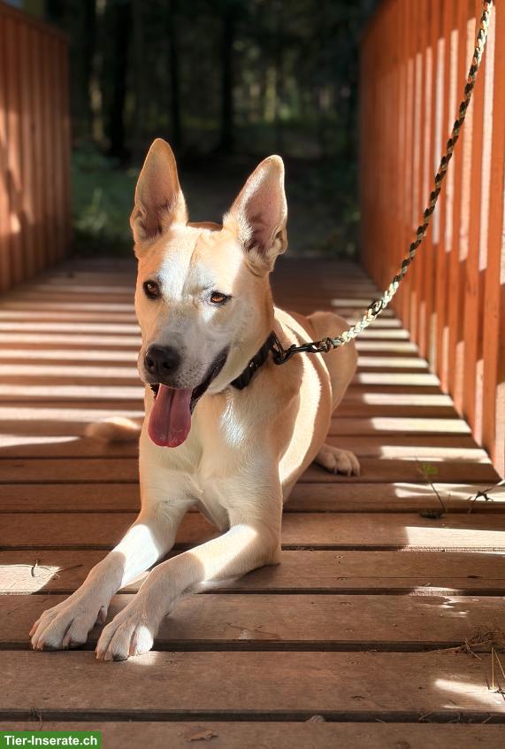 Bild 2: Husky-Schäferhund-Mix Rüde sucht seinen Perfect-Match
