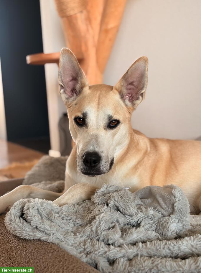 Bild 3: Husky-Schäferhund-Mix Rüde sucht seinen Perfect-Match