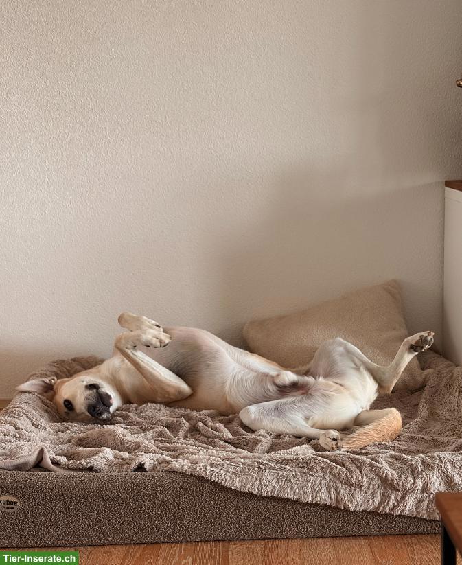 Bild 4: Husky-Schäferhund-Mix Rüde sucht seinen Perfect-Match