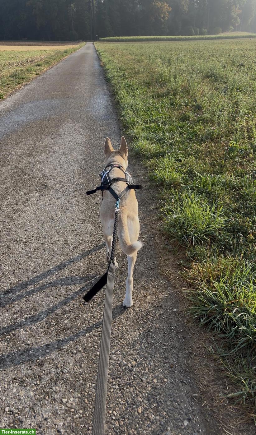Bild 5: Husky-Schäferhund-Mix Rüde sucht seinen Perfect-Match