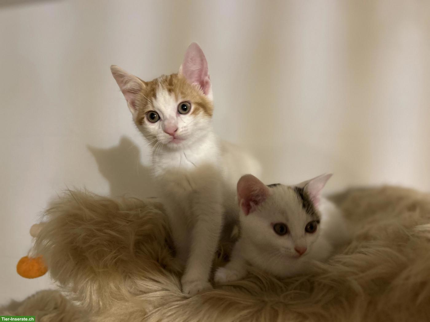 Kitten-Schwestern suchen liebevolles Zuhause