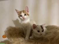 Kitten-Schwestern suchen liebevolles Zuhause