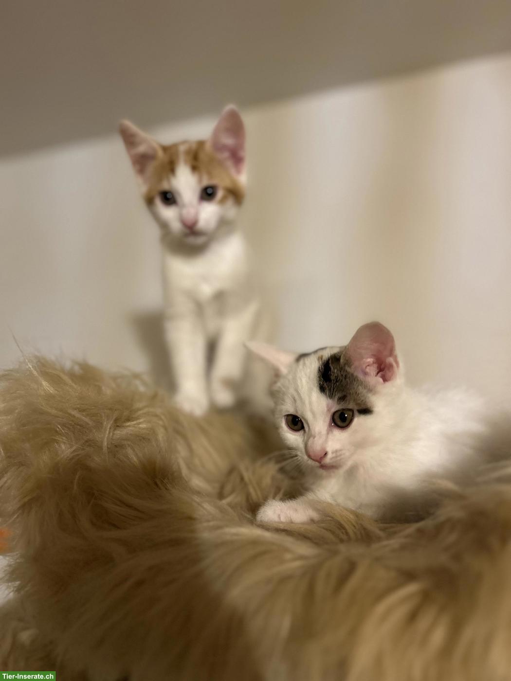 Bild 2: Kitten-Schwestern suchen liebevolles Zuhause