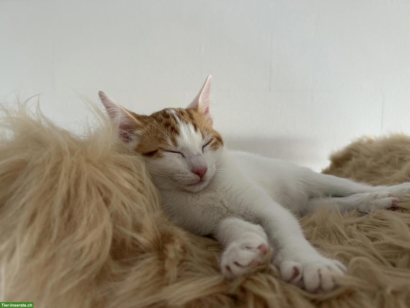 Bild 3: Kitten-Schwestern suchen liebevolles Zuhause