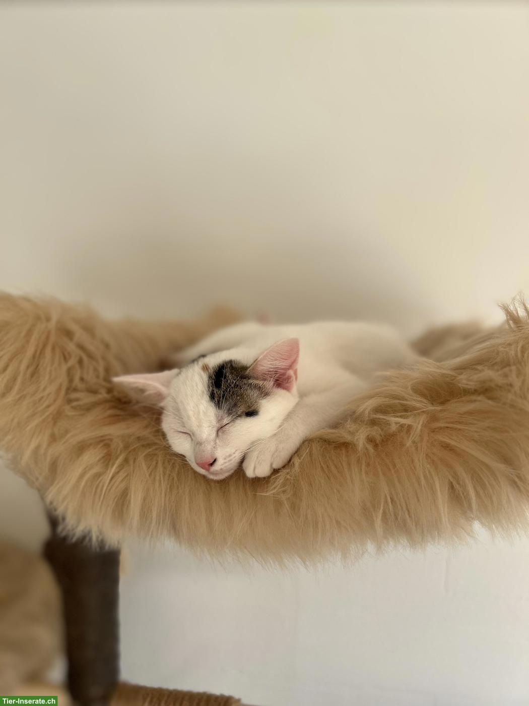 Bild 4: Kitten-Schwestern suchen liebevolles Zuhause
