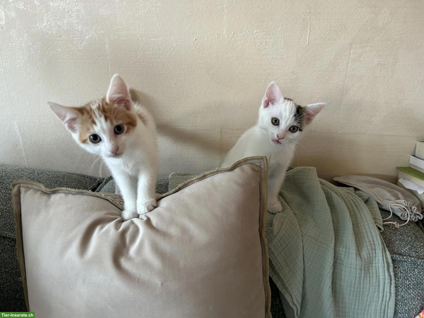 Bild 5: Kitten-Schwestern suchen liebevolles Zuhause