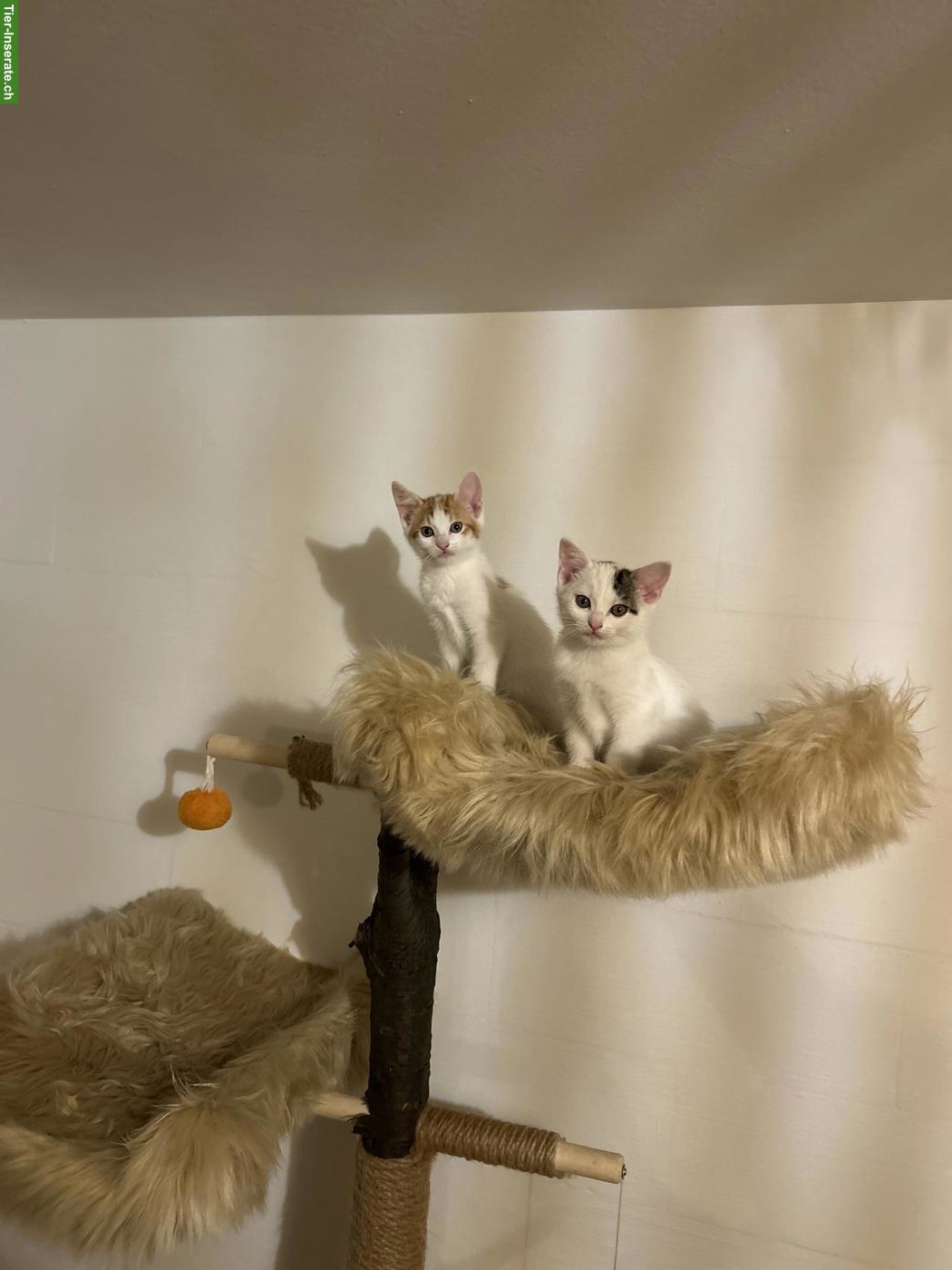 Bild 6: Kitten-Schwestern suchen liebevolles Zuhause