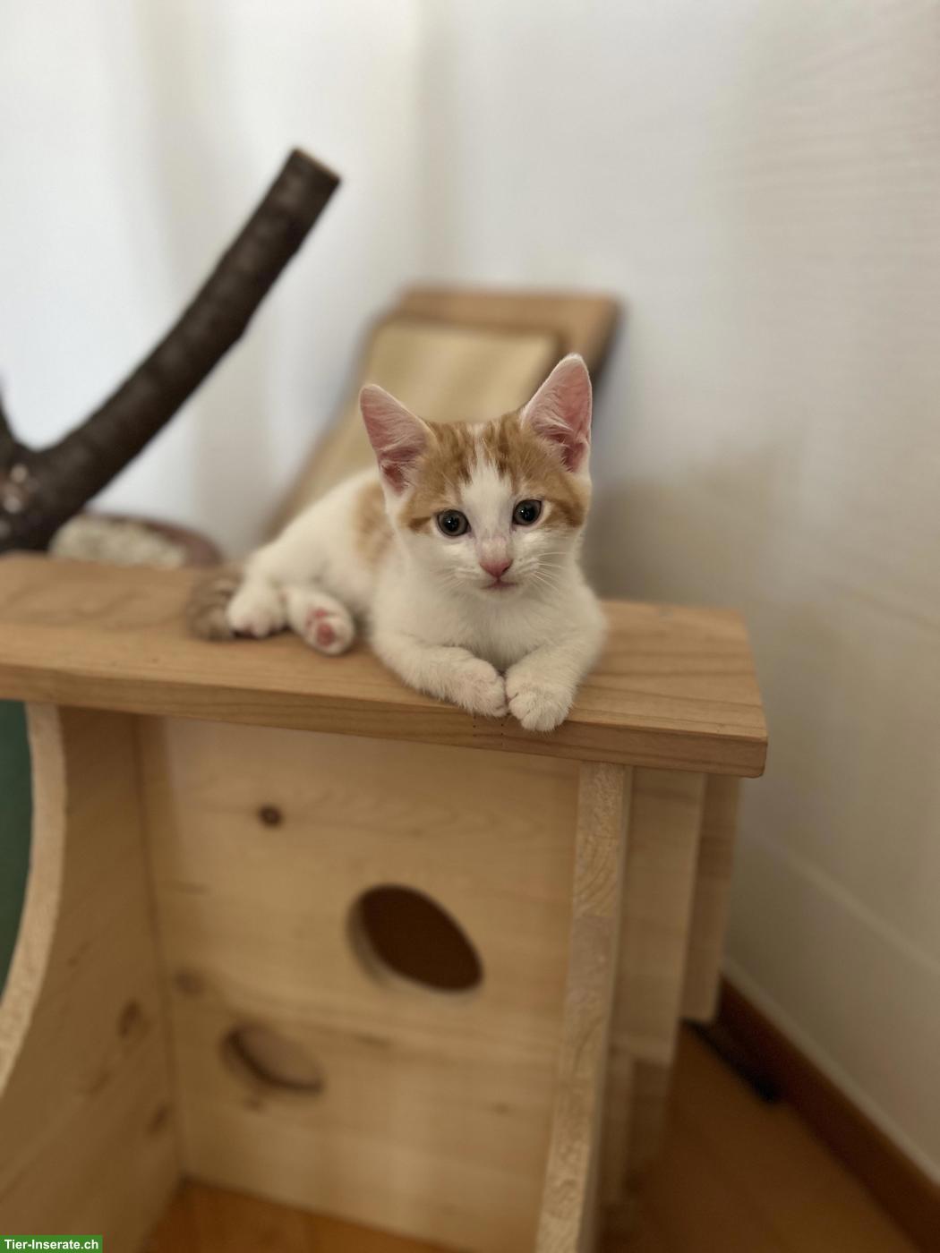 Bild 7: Kitten-Schwestern suchen liebevolles Zuhause