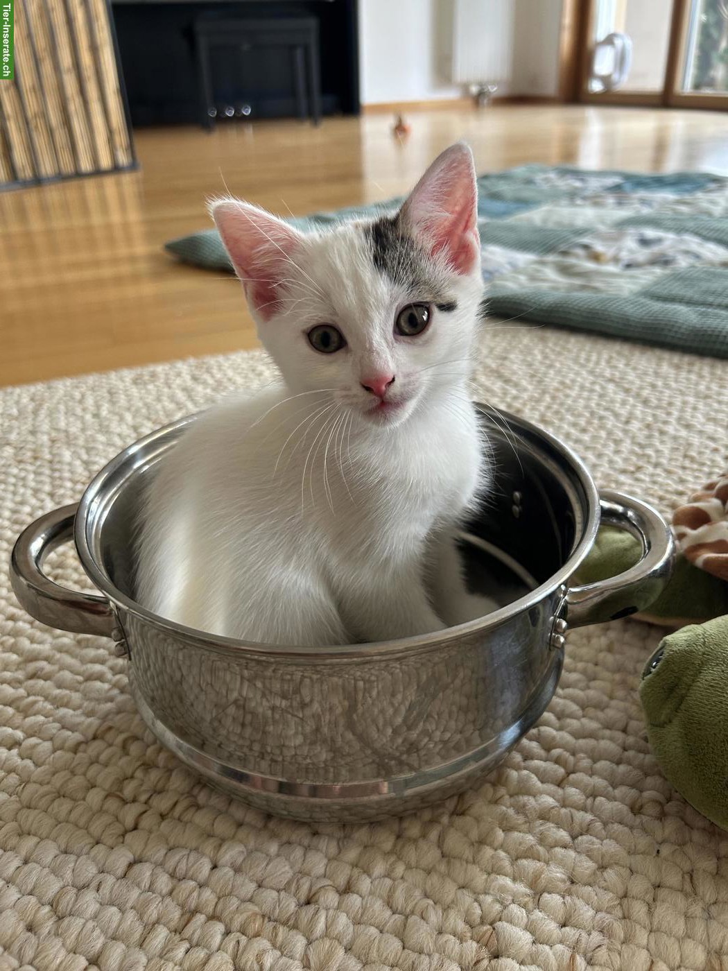 Bild 8: Kitten-Schwestern suchen liebevolles Zuhause