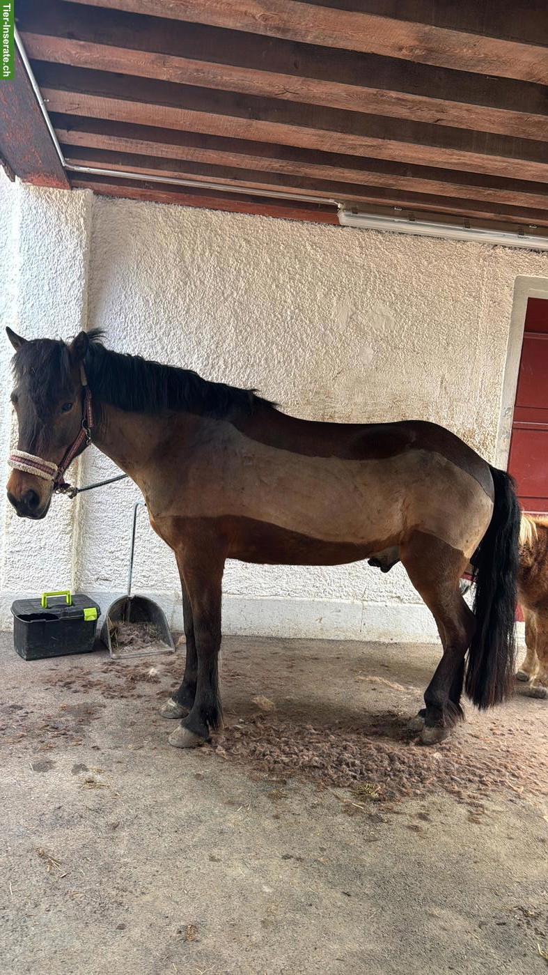 Reitbeteiligung Islandpferd Wallach (morgens) in Zürich Höngg