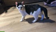 Junger Kater zu verkaufen