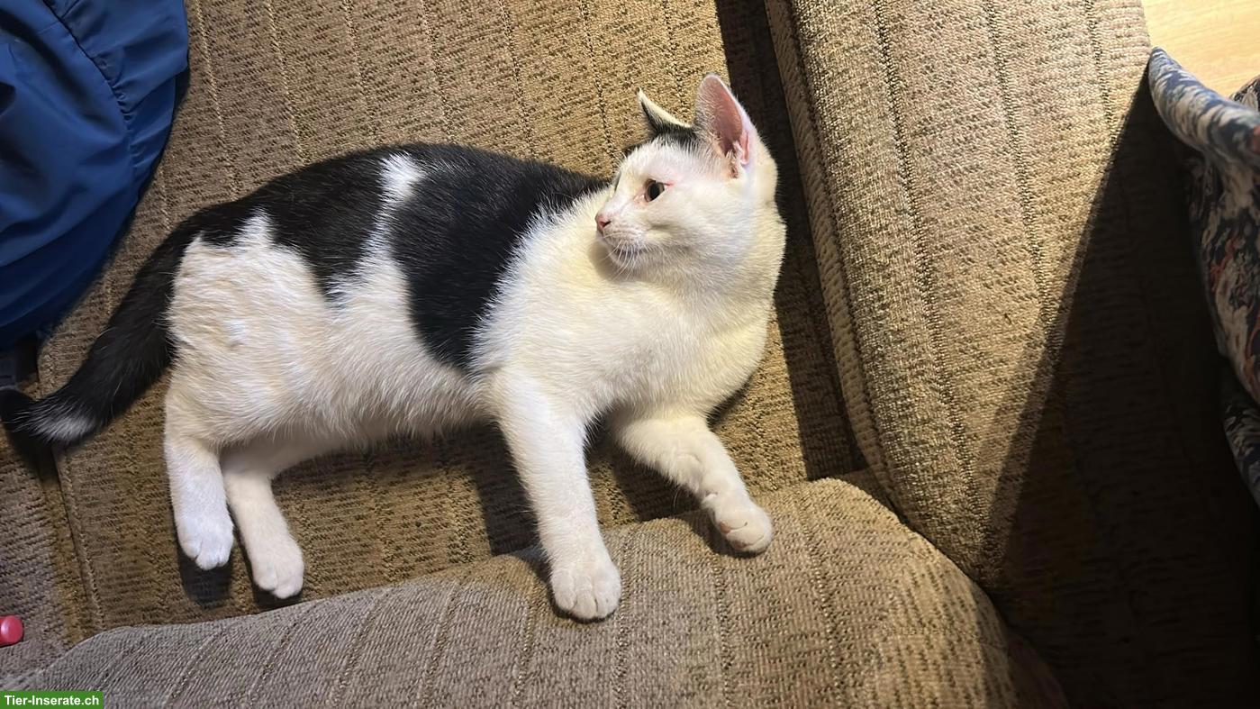 Bild 2: Junger Kater zu verkaufen
