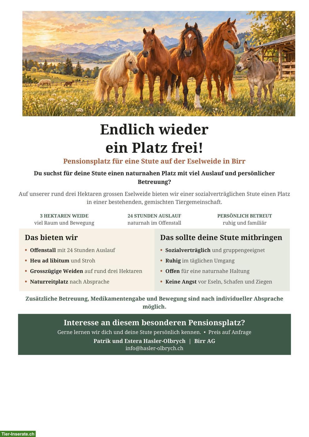 Pferdepensionsplatz frei für Stute in Birr AG 🐴