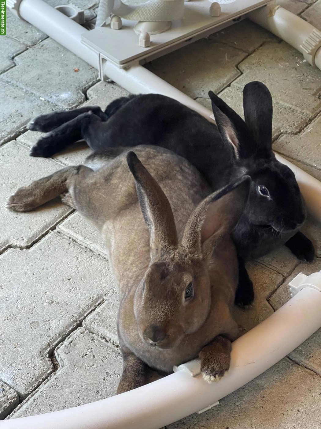 Bild 4: Junge Rexkaninchen zu verkaufen