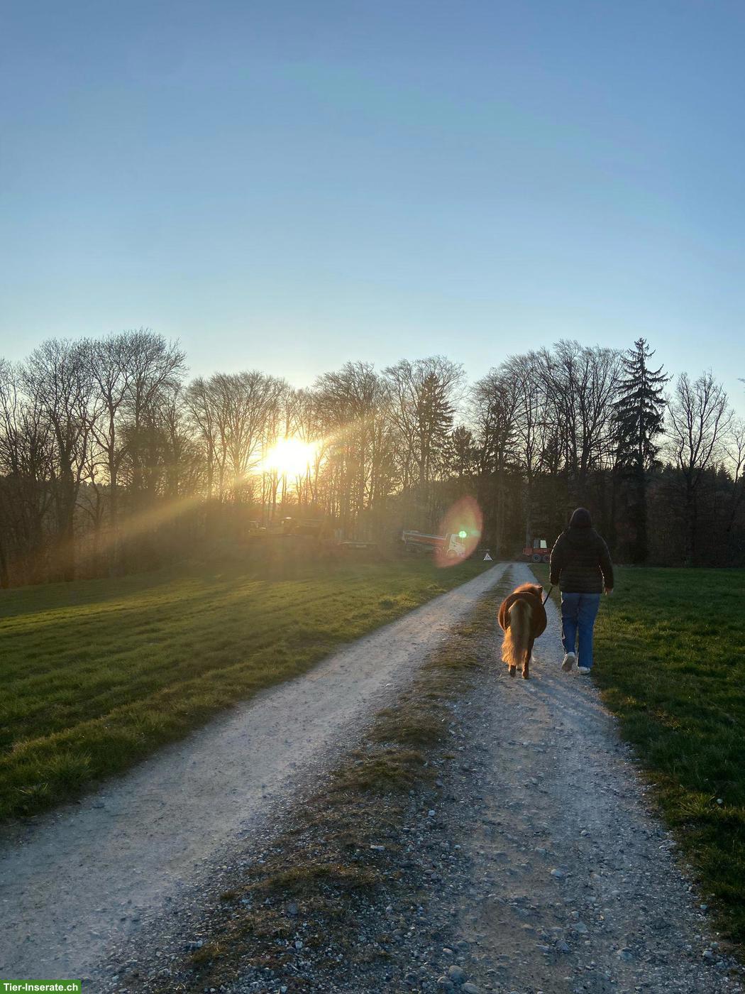 Suche Minishetty das ich beschäftigen darf, Umgebung Ittigen -10km