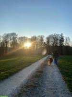 Suche Minishetty das ich beschäftigen darf, Umgebung Ittigen -10km