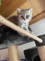 Britisch Kurzhaar Kitten, liebevolle Hobbyzucht 🐾