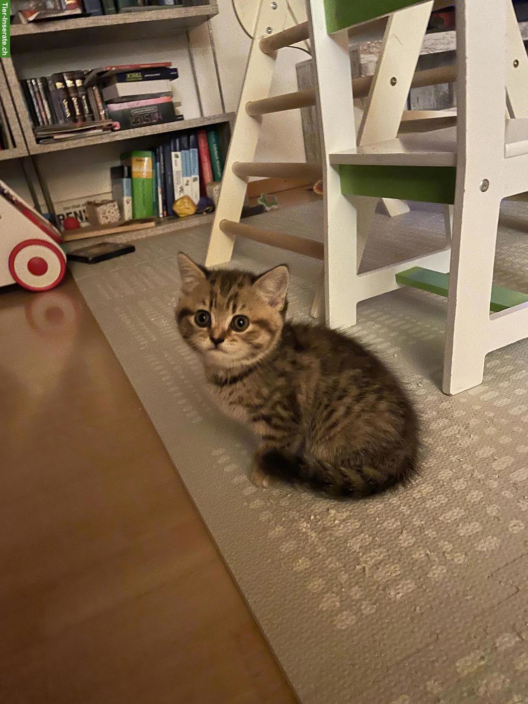 Bild 2: Britisch Kurzhaar Kitten, liebevolle Hobbyzucht 🐾